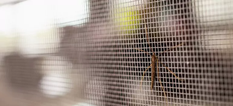 Repair Mosquito Mesh For Windows in Altamonte Springs, FL